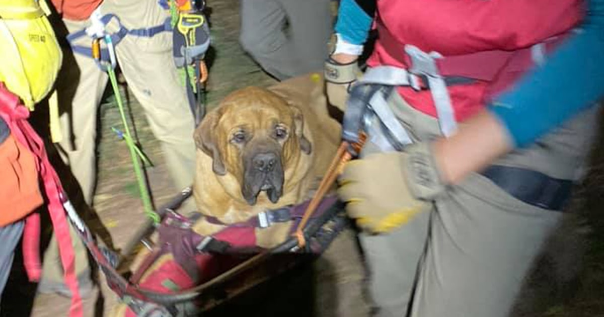Rescue team carries 190-pound dog from Utah canyon trail to safety