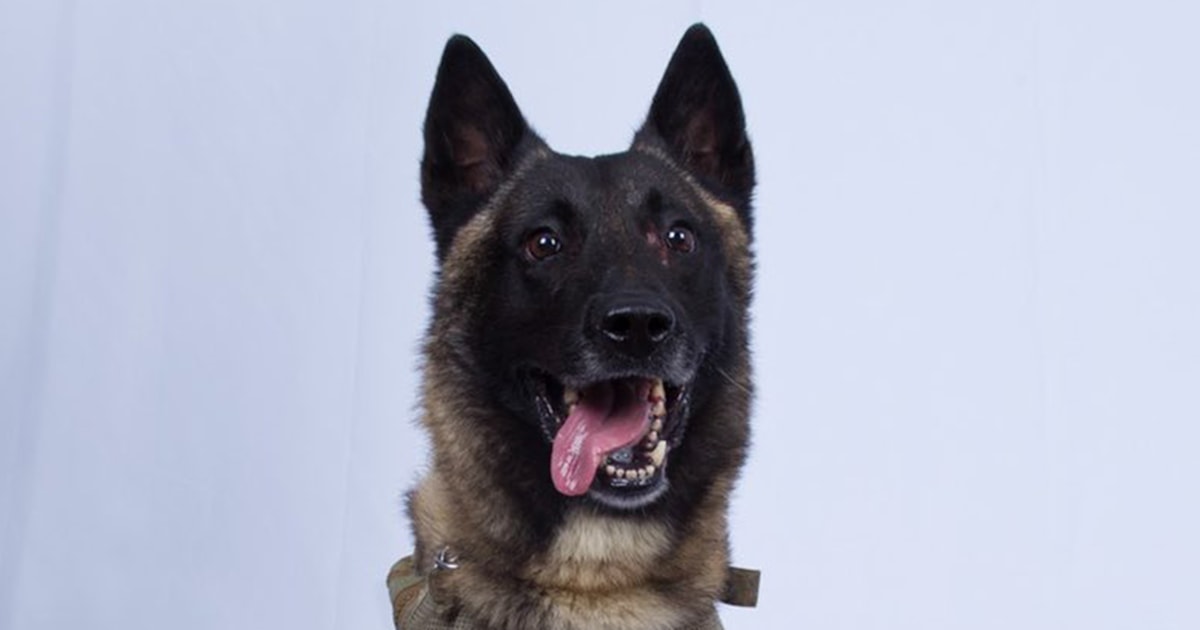 Trump releases photo of hero dog injured in al-Baghdadi raid