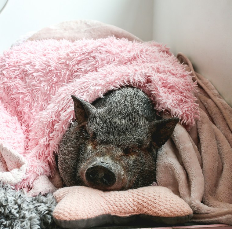 Bikini the Pig snoozes in a pink blanket.