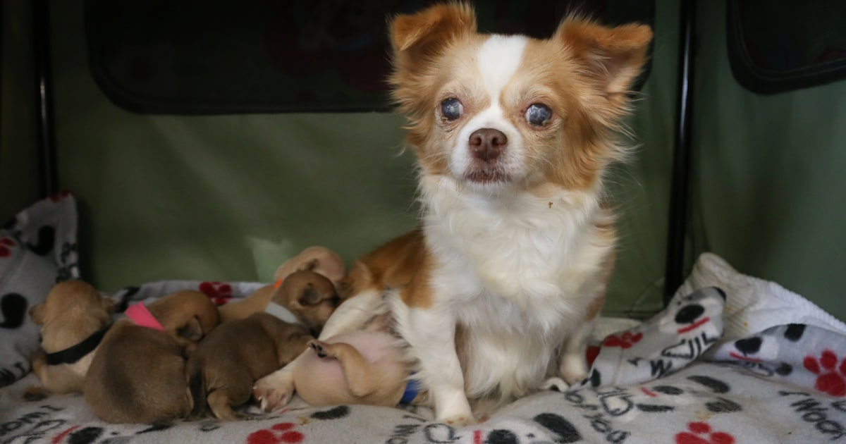 Rescue dog who lost her own litter 'adopts' orphaned puppies