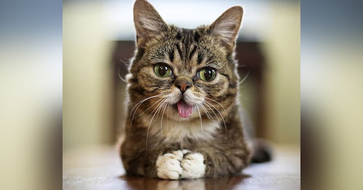 Internet-famous cat Lil Bub dies at age 8