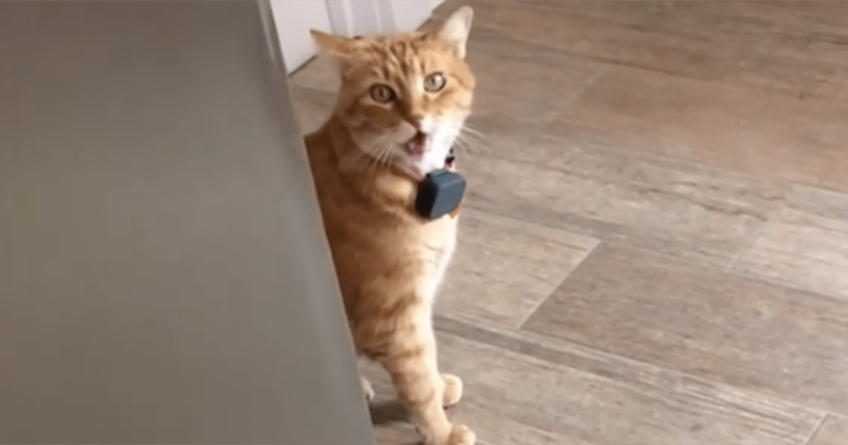 Watch this cat say 'well hi!' like a perfect Southern gentleman