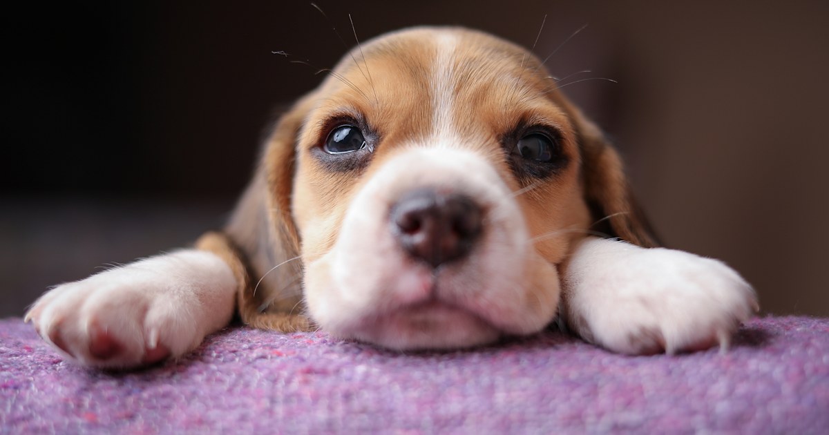 CDC probes outbreak of illnesses linked to pet store puppies