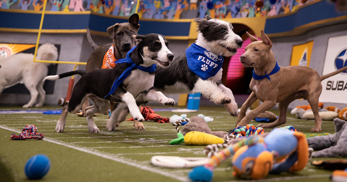 How to watch Puppy Bowl XVI: Meet the 2020 lineup!