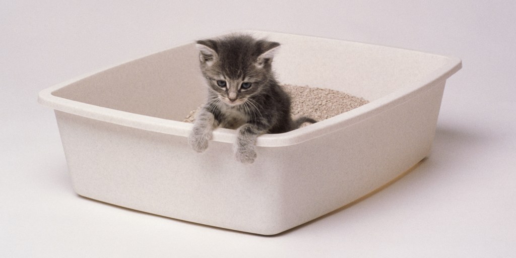 44 HQ Images Cat Eating Litter Reddit You Didn T Need To Eat This