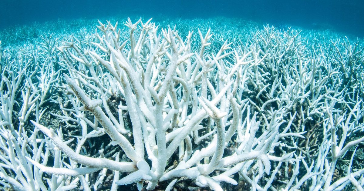 Earth's coral reefs could be gone by 2100, research finds - NBCNews.com