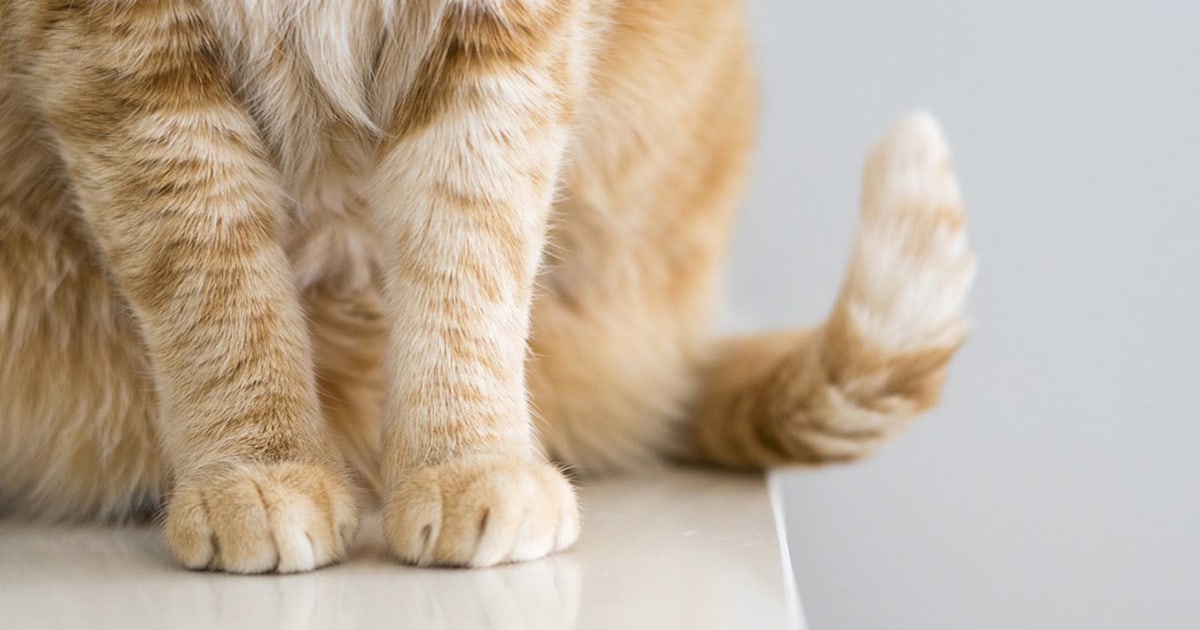 Two pet cats test positive for COVID-19