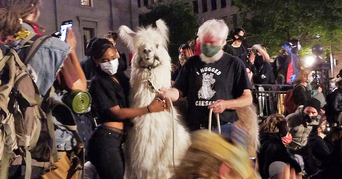 Caesar the No Drama Llama offers support and love at protests