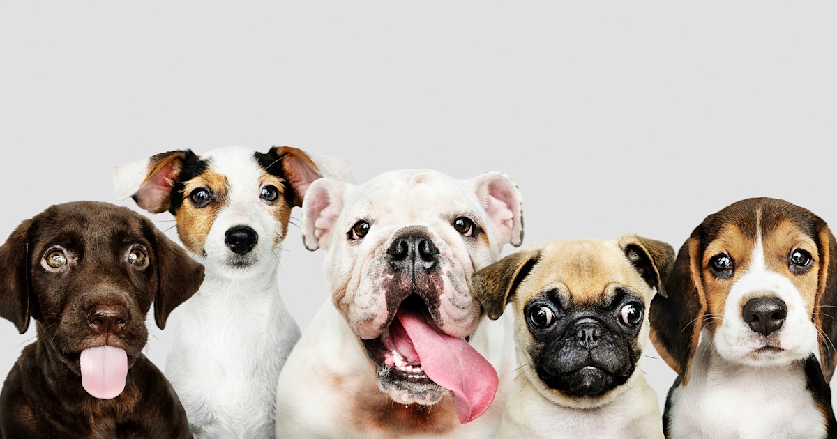 Forget 'dog years': Scientists say we've been calculating our pups' ages wrong
