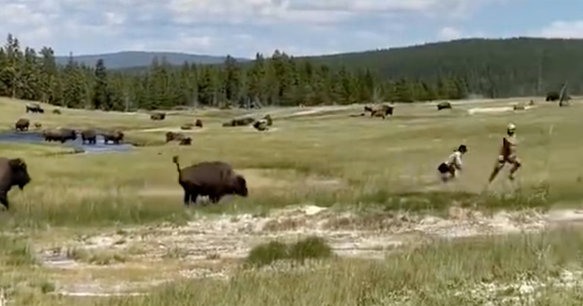 Woman 'plays dead' while running from charging bison in Yellowstone