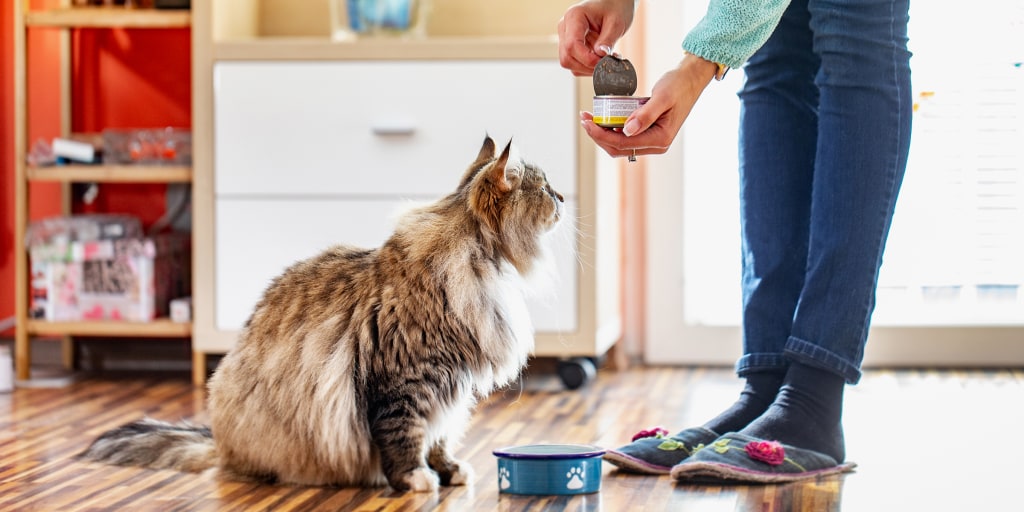 best vet recommended cat food