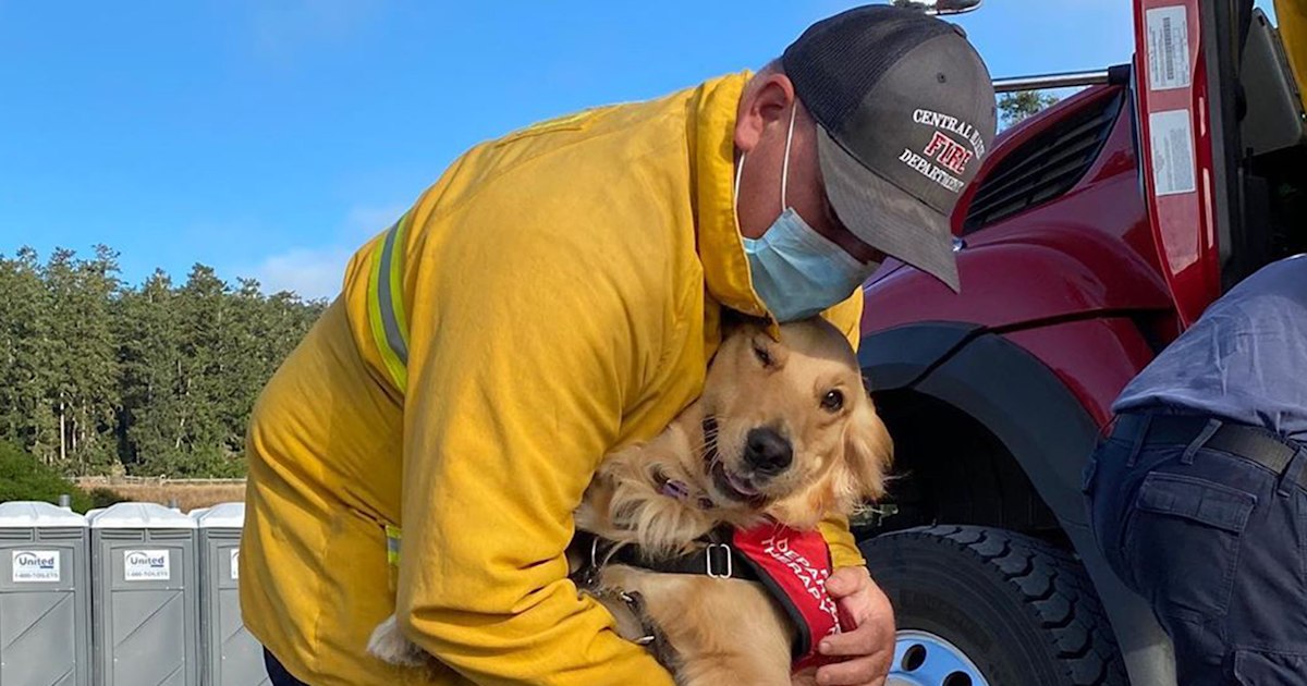 Kerith the golden retriever is offering comfort to California firefighters