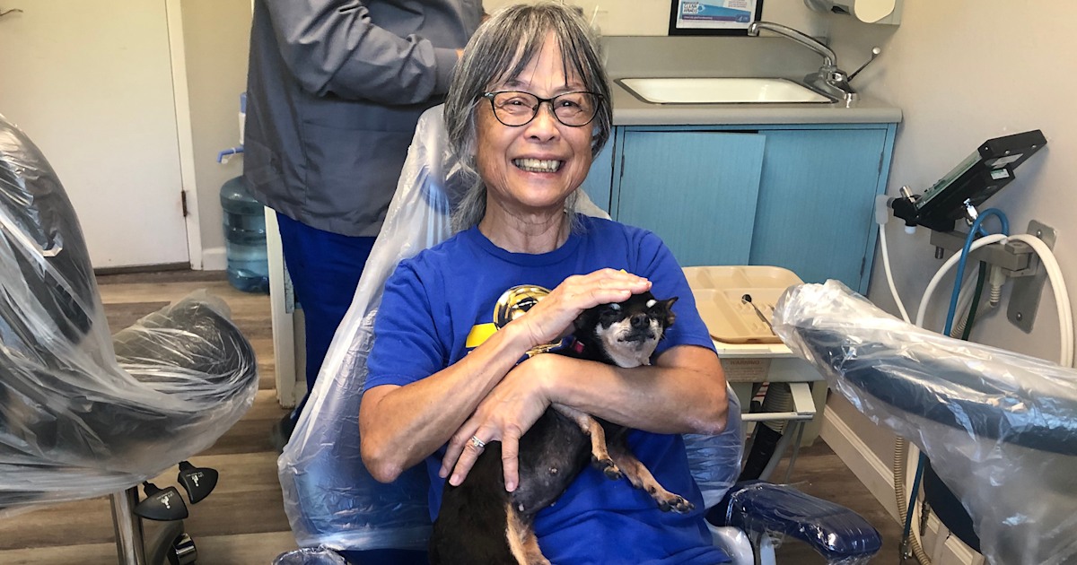 Toothless senior Chihuahua finds work as dental therapy dog