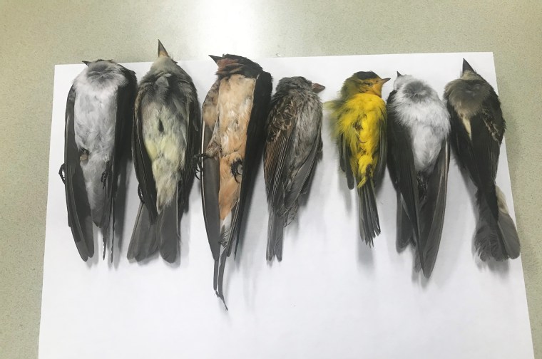 Image: Dead birds in New Mexico