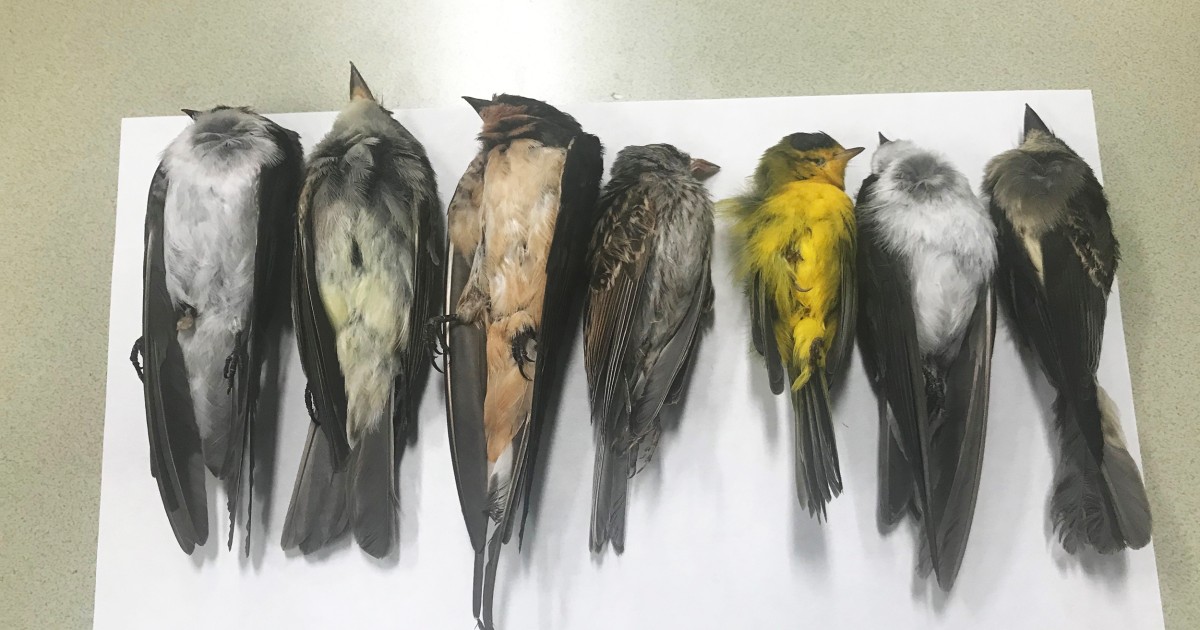 birds-are-dropping-dead-in-new-mexico-potentially-in-the-hundreds-of-thousands