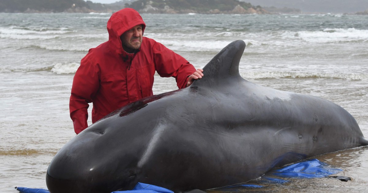 90-whales-dead-rescuers-race-to-save-hundreds-more-off-australia
