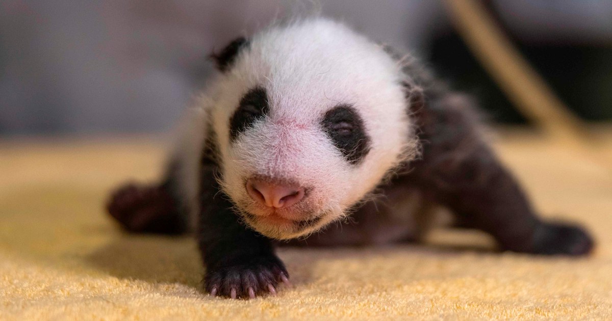 Baby panda born at National Zoo is a boy