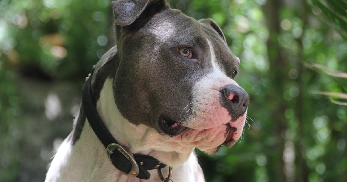 Denver overturns pit bull ban after more than 30 years