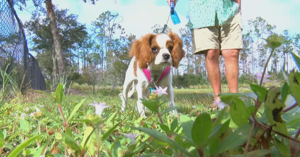 Florida man saves his puppy dragged into pond by alligator