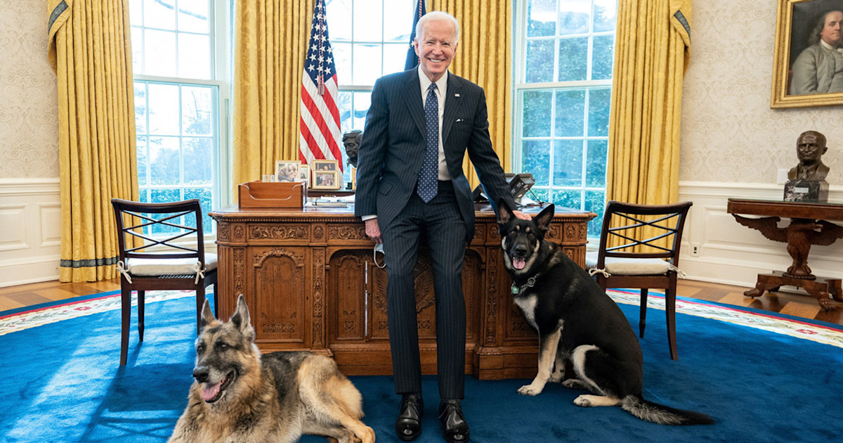 Joe Biden poses with 'first dogs' Champ and Major in the Oval Office