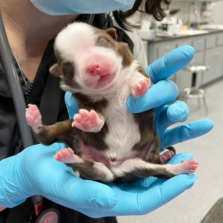 Puppy Born With 6 Legs And 2 Tails Is A Miracle Vet Says