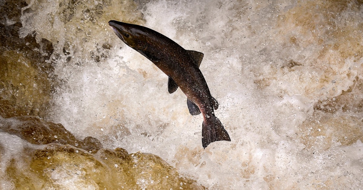 Extinction threatens a third of freshwater fish species, according to report