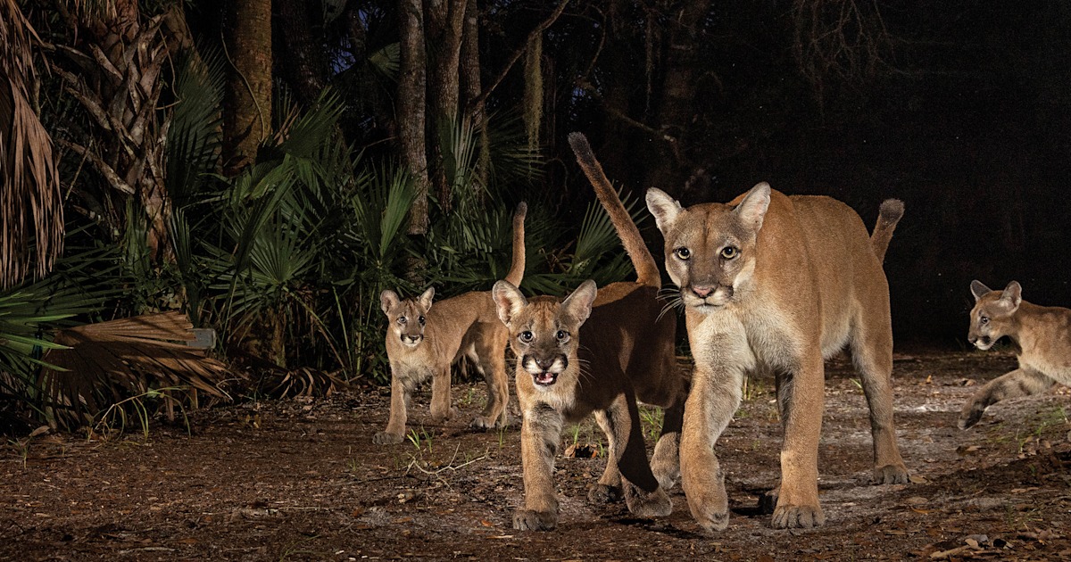 Photographer captures rare photos of Florida panthers and kittens