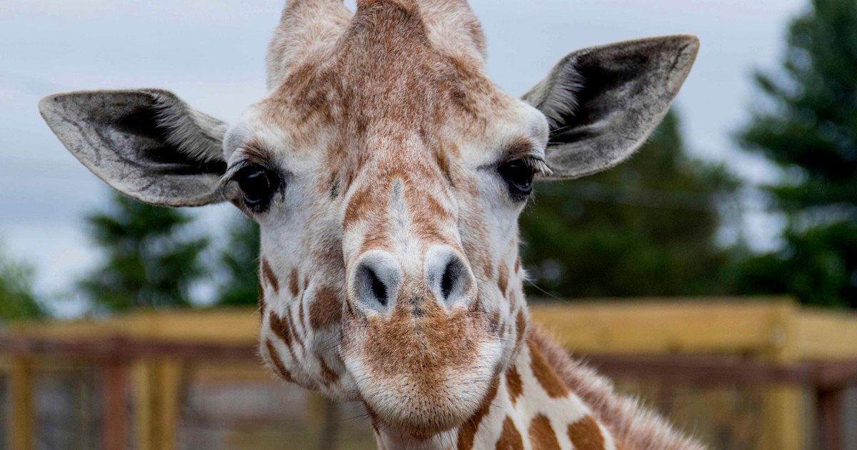 April, the giraffe who became an online star, dies