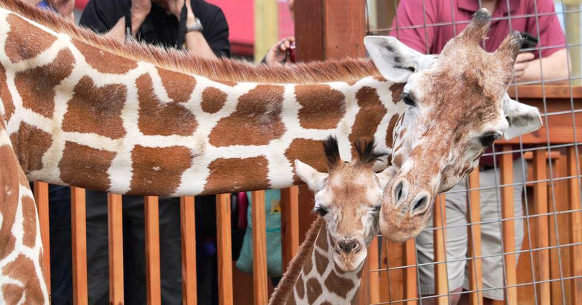 April, the giraffe, born in 2017, died