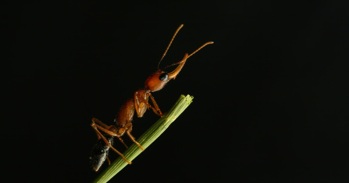 Photo of Aby sa tieto mravce stali kráľovnou, bojujú – potom zmenšujú mozog
