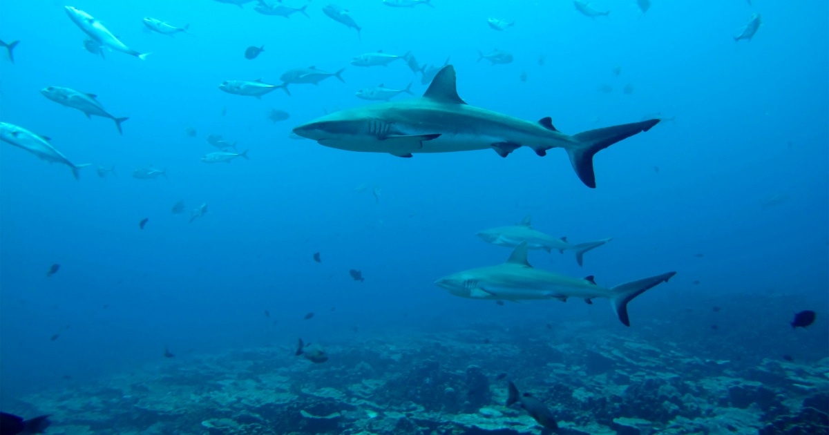 'Secret' life of sharks: Study reveals their surprising social networks thumbnail