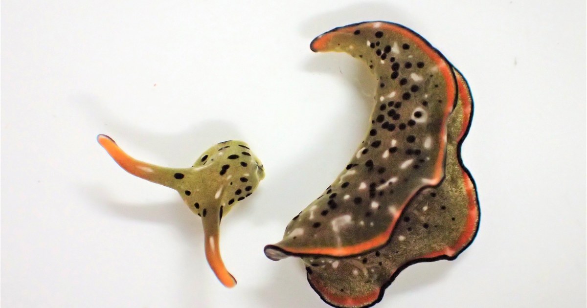 Heads up: Some sea slugs grow new bodies after decapitation