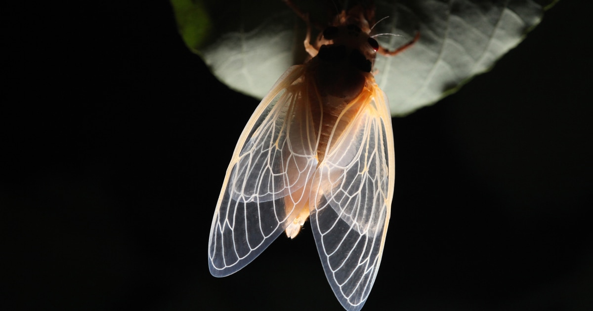 The cicada swarm that occurs once every 17 years is coming