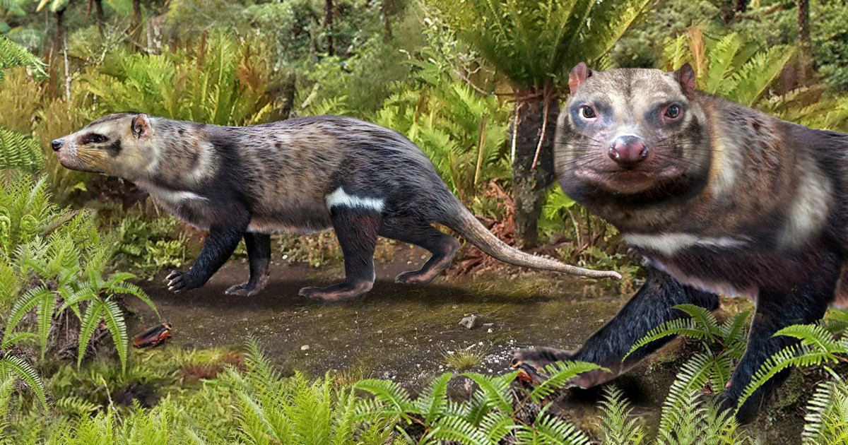 Scientists discover skunk that ran between dinosaurs