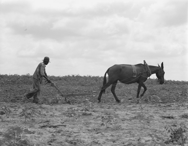 The cotton sharecropper's unit is one mule and the land he can cultivate with a one-horse plow, in Greene County, Ga., July 1937.