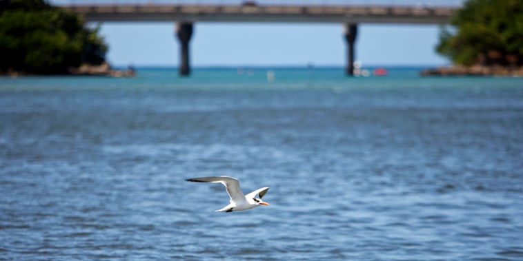 A bird flies over the San Juan Bay Estuary in San Juan, Puerto Rico, on Oct. 26, 2013.