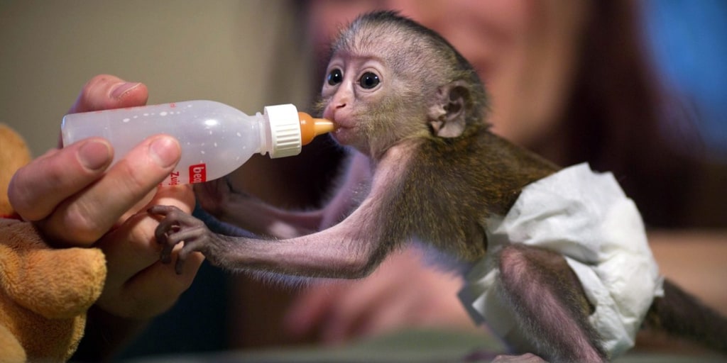 Baby monkey wears tiny diapers, feeds from bottle