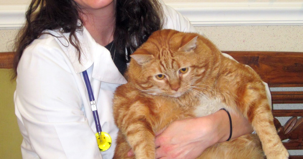 Skinny the obese cat slims down to 37 pounds (he was 41!)