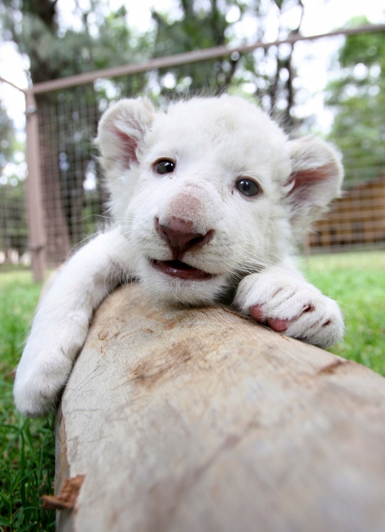 Rare white lion cub debuts at Mexican Zoo