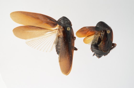 Image: Cockroach