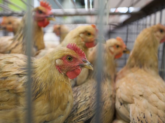 Bird flu outbreak at China poultry farm confirmed as H5N2: state media