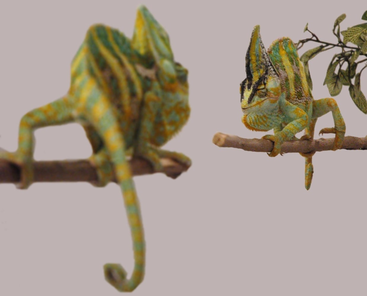 Trippy! Chameleons intimidate rivals with quick color change - NBC News